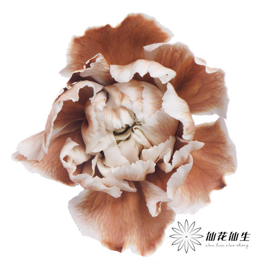 单头康乃馨 | 吸色摩卡棕【国产吸色，可能染色不均匀 介意慎拍】 商品图2