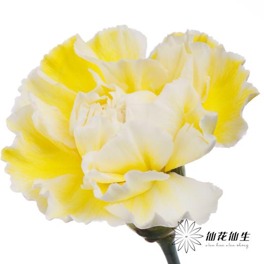 单头康乃馨 | 吸色奶黄色【国产吸色，可能染色不均匀 介意慎拍】 商品图0