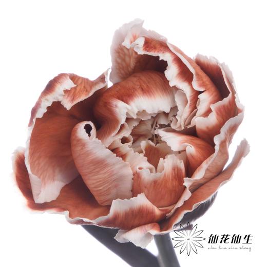 单头康乃馨 | 吸色乌焦双色【国产吸色，可能染色不均匀 介意慎拍】 商品图1