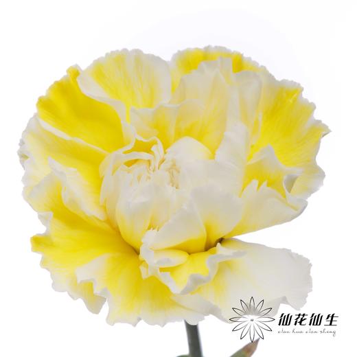 单头康乃馨 | 吸色奶黄色【国产吸色，可能染色不均匀 介意慎拍】 商品图2