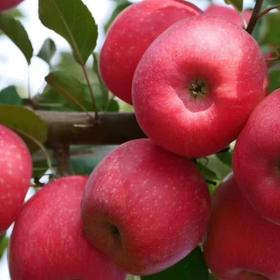 瑞香红苹果，口感几乎纯甜，果肉紧致细腻，脆甜，糖度高，硬度高。