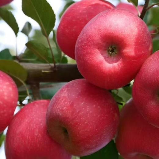 瑞香红苹果，口感几乎纯甜，果肉紧致细腻，脆甜，糖度高，硬度高。 商品图0
