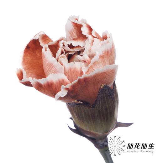 单头康乃馨 | 吸色乌焦双色【国产吸色，可能染色不均匀 介意慎拍】 商品图2
