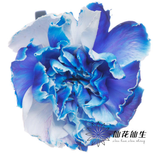 单头康乃馨 | 吸色克莱因蓝【国产吸色，可能染色不均匀 介意慎拍】 商品图1