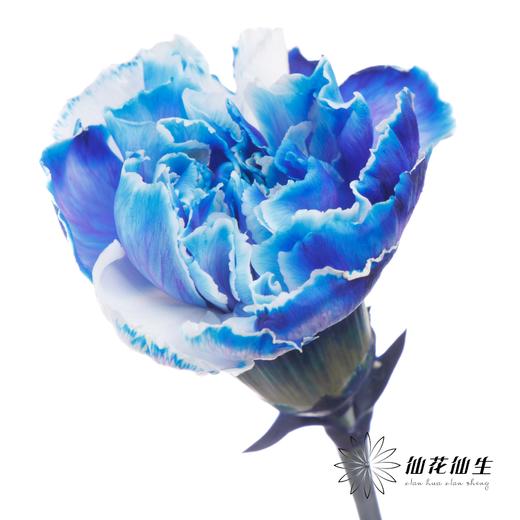 单头康乃馨 | 吸色克莱因蓝【国产吸色，可能染色不均匀 介意慎拍】 商品图3