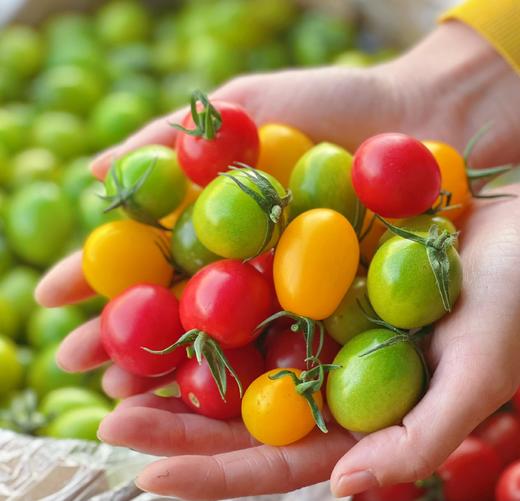 维C小战士||会爆浆的三色小番茄 绿色天然 清甜爽口 果香浓郁 新鲜现摘  商品图1
