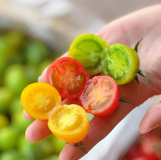 维C小战士||会爆浆的三色小番茄 绿色天然 清甜爽口 果香浓郁 新鲜现摘  商品图0