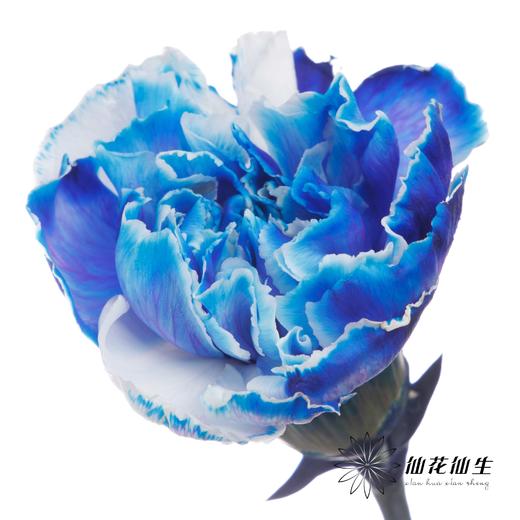单头康乃馨 | 吸色克莱因蓝【国产吸色，可能染色不均匀 介意慎拍】 商品图0