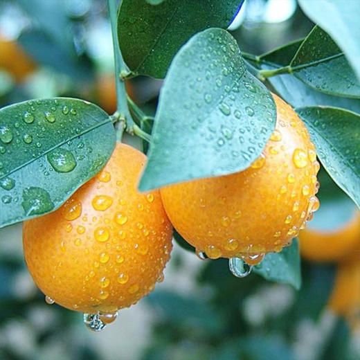 【广西脆蜜金桔】肉质嫩滑、蜜甜怡人，糖心果肉、肉色嫩黄、皮薄肉厚多汁 商品图1