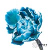 单头康乃馨 | 吸色孔雀蓝【国产吸色，可能染色不均匀 介意慎拍】 商品缩略图1