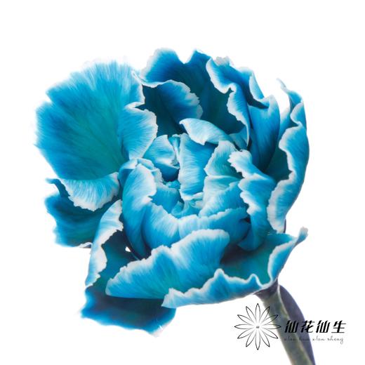 单头康乃馨 | 吸色孔雀蓝【国产吸色，可能染色不均匀 介意慎拍】 商品图1