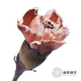 单头康乃馨 | 吸色乌焦双色【国产吸色，可能染色不均匀 介意慎拍】