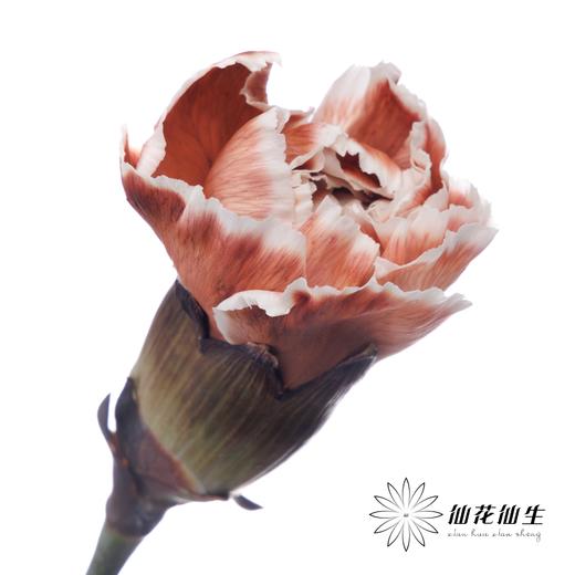 单头康乃馨 | 吸色乌焦双色【国产吸色，可能染色不均匀 介意慎拍】 商品图0