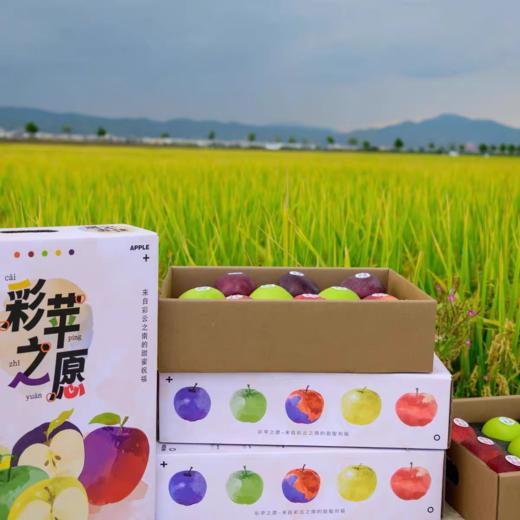云南昭通三色苹果礼盒装当季新鲜水果送礼礼品顺丰营养丰富口感好 商品图3
