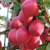 瑞香红苹果，口感几乎纯甜，果肉紧致细腻，脆甜，糖度高，硬度高。 商品缩略图1