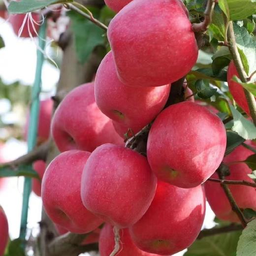 瑞香红苹果，口感几乎纯甜，果肉紧致细腻，脆甜，糖度高，硬度高。 商品图1