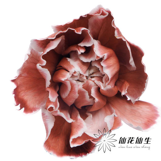 单头康乃馨 | 吸色布朗尼【国产吸色，可能染色不均匀 介意慎拍】 商品图4