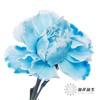 单头康乃馨 | 吸色蓝色【国产吸色，可能染色不均匀 介意慎拍】 商品缩略图1