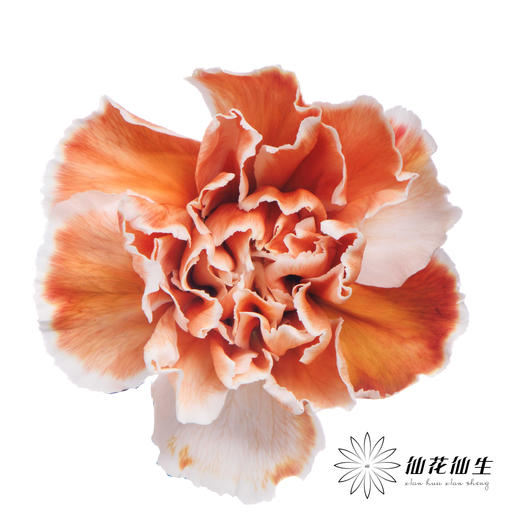 单头康乃馨 | 吸色焦糖色【国产吸色，可能染色不均匀 介意慎拍】 商品图2