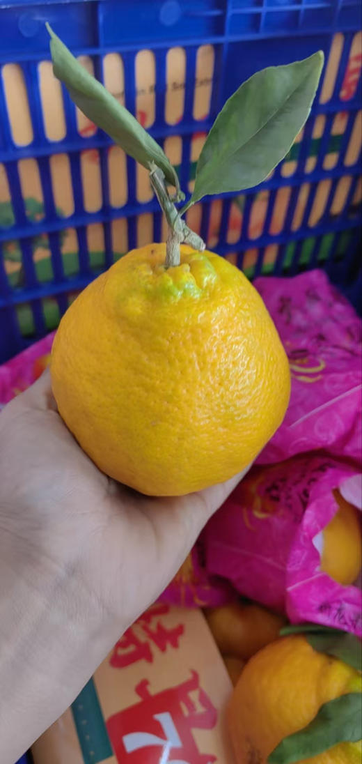 春见耙耙柑4.9元/斤，明天到 商品图1