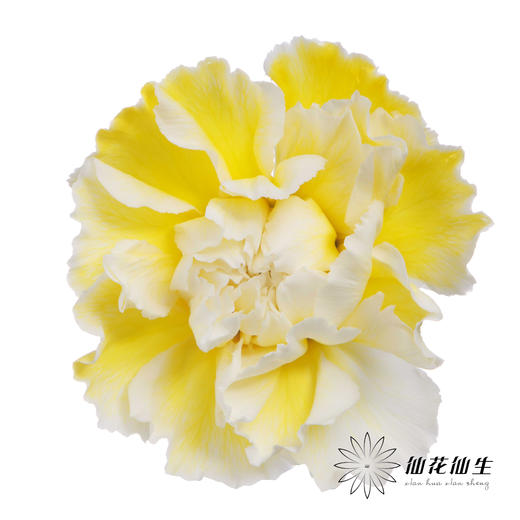 单头康乃馨 | 吸色奶黄色【国产吸色，可能染色不均匀 介意慎拍】 商品图1