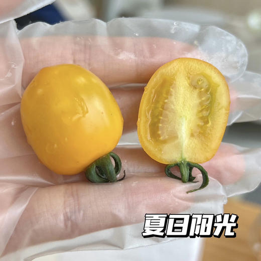 维C小战士||会爆浆的三色小番茄 绿色天然 清甜爽口 果香浓郁 新鲜现摘  商品图5