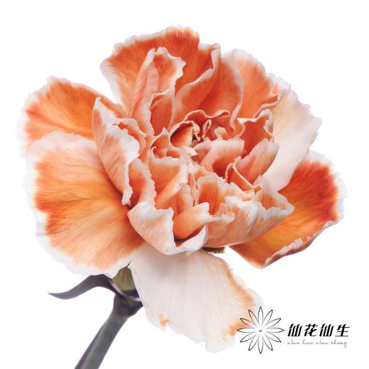 单头康乃馨 | 吸色焦糖色【国产吸色，可能染色不均匀 介意慎拍】 商品图0