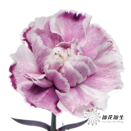 单头康乃馨 | 吸色紫色【国产吸色，可能染色不均匀 介意慎拍】 商品图2