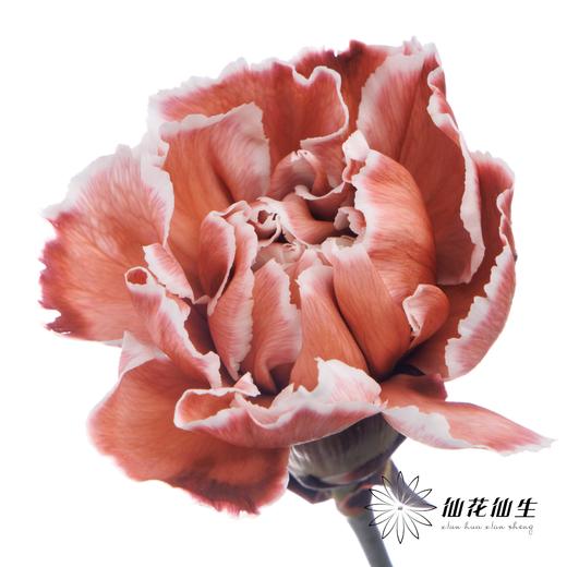 单头康乃馨 | 吸色布朗尼【国产吸色，可能染色不均匀 介意慎拍】 商品图3