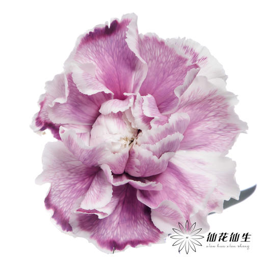 单头康乃馨 | 吸色紫色【国产吸色，可能染色不均匀 介意慎拍】 商品图0