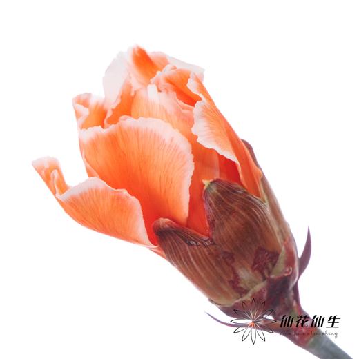 单头康乃馨 | 吸色鲑鱼色【国产吸色，可能染色不均匀 介意慎拍】 商品图1