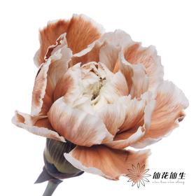 单头康乃馨 | 吸色摩卡棕【国产吸色，可能染色不均匀 介意慎拍】