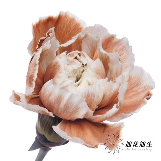 单头康乃馨 | 吸色摩卡棕【国产吸色，可能染色不均匀 介意慎拍】 商品图0