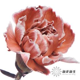 单头康乃馨 | 吸色布朗尼【国产吸色，可能染色不均匀 介意慎拍】