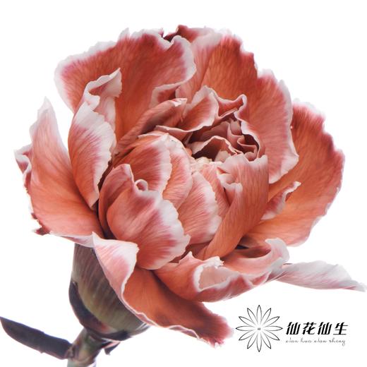 单头康乃馨 | 吸色布朗尼【国产吸色，可能染色不均匀 介意慎拍】 商品图0