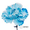 单头康乃馨 | 吸色蓝色【国产吸色，可能染色不均匀 介意慎拍】 商品缩略图2