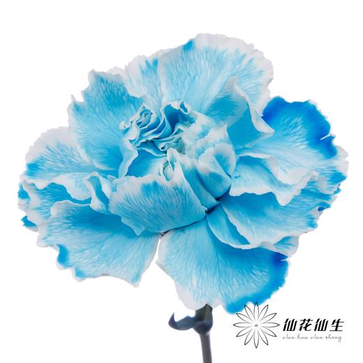 单头康乃馨 | 吸色蓝色【国产吸色，可能染色不均匀 介意慎拍】 商品图2