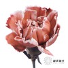 单头康乃馨 | 吸色布朗尼【国产吸色，可能染色不均匀 介意慎拍】 商品缩略图2