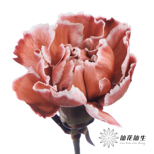 单头康乃馨 | 吸色布朗尼【国产吸色，可能染色不均匀 介意慎拍】 商品图2