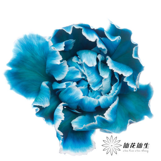 单头康乃馨 | 吸色孔雀蓝【国产吸色，可能染色不均匀 介意慎拍】 商品图0
