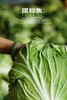疆物集·新疆博湖白菜 🥬  雪山融水滋养的本味鲜蔬8斤 口感鲜嫩  美味可口 商品缩略图6