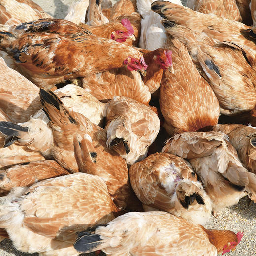 树林散养180天/300天 仙居三黄鸡 有机认证  顺丰冷链 商品图3