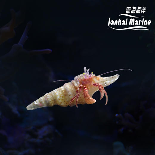 红糖果寄居蟹 商品图0