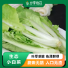 生态小白菜 | 根脆叶韧 |石嫣农场 * Eco-friendly Chinese Cabbage 商品缩略图0