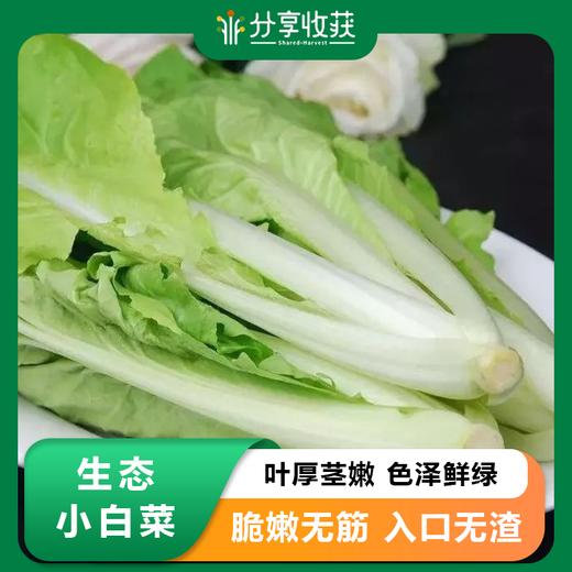 生态小白菜 | 根脆叶韧 |石嫣农场 * Eco-friendly Chinese Cabbage 商品图0