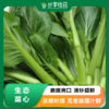 生态菜心 脆嫩爽口 | 部分有开花现象 | 石嫣农场 * Chinese Flowering Cabbage | Self-Produced 商品缩略图0