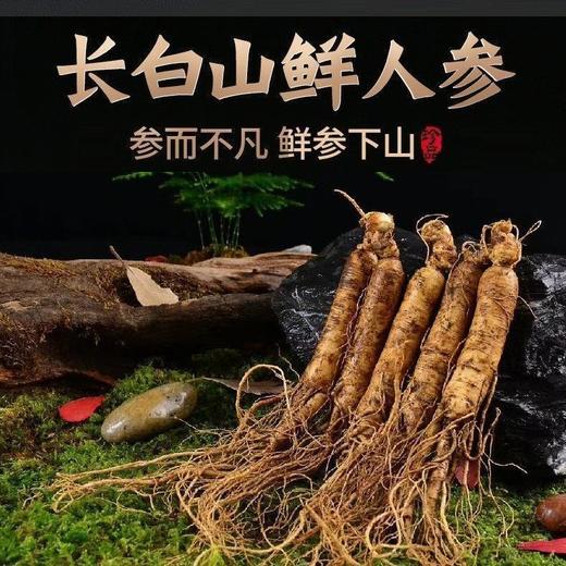 长白山鲜人参【29元10根】丨甄选足龄人参 袋装保鲜参煲汤泡酒 商品图4