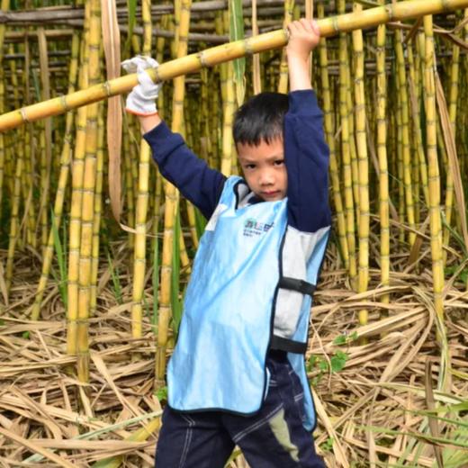 【每周末】增城甘蔗研学亲子活动一日营 | 冬日丰收季，来砍甘蔗榨甘蔗汁+甘蔗渣造纸+美味窑鸡+博物馆探险！ 商品图1