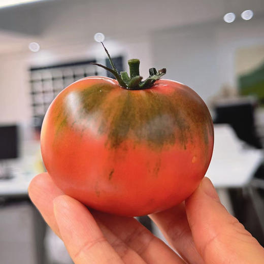 【有故事的西红柿】辽宁盘锦碱地柿子（番茄），酸酸甜甜当水果吃、炒鸡蛋、煮蔬菜汤，果香浓郁～ 商品图3