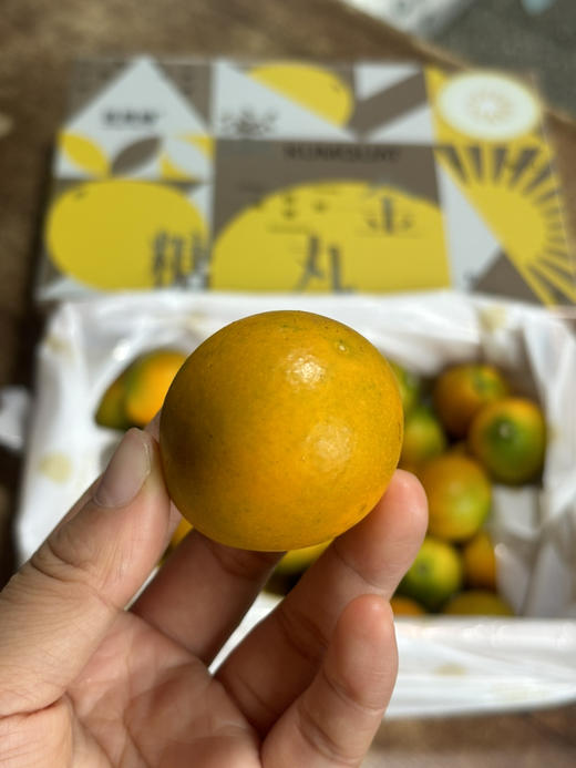 脆蜜金柑 口感超好 表皮脆嫩 果肉嫩甜多汁 鼎鼎好吃～ 商品图3